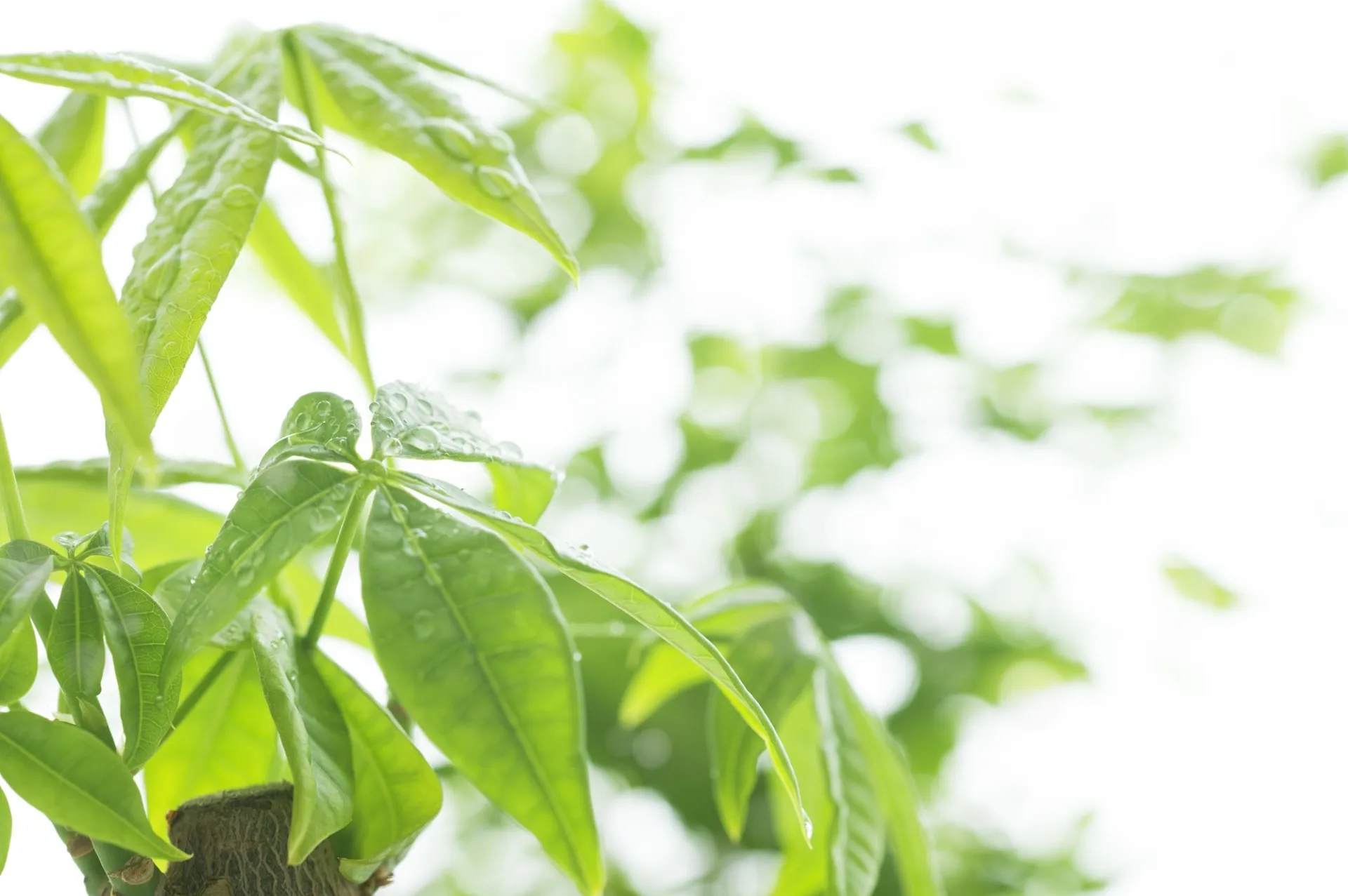 ホームページを開設しました！