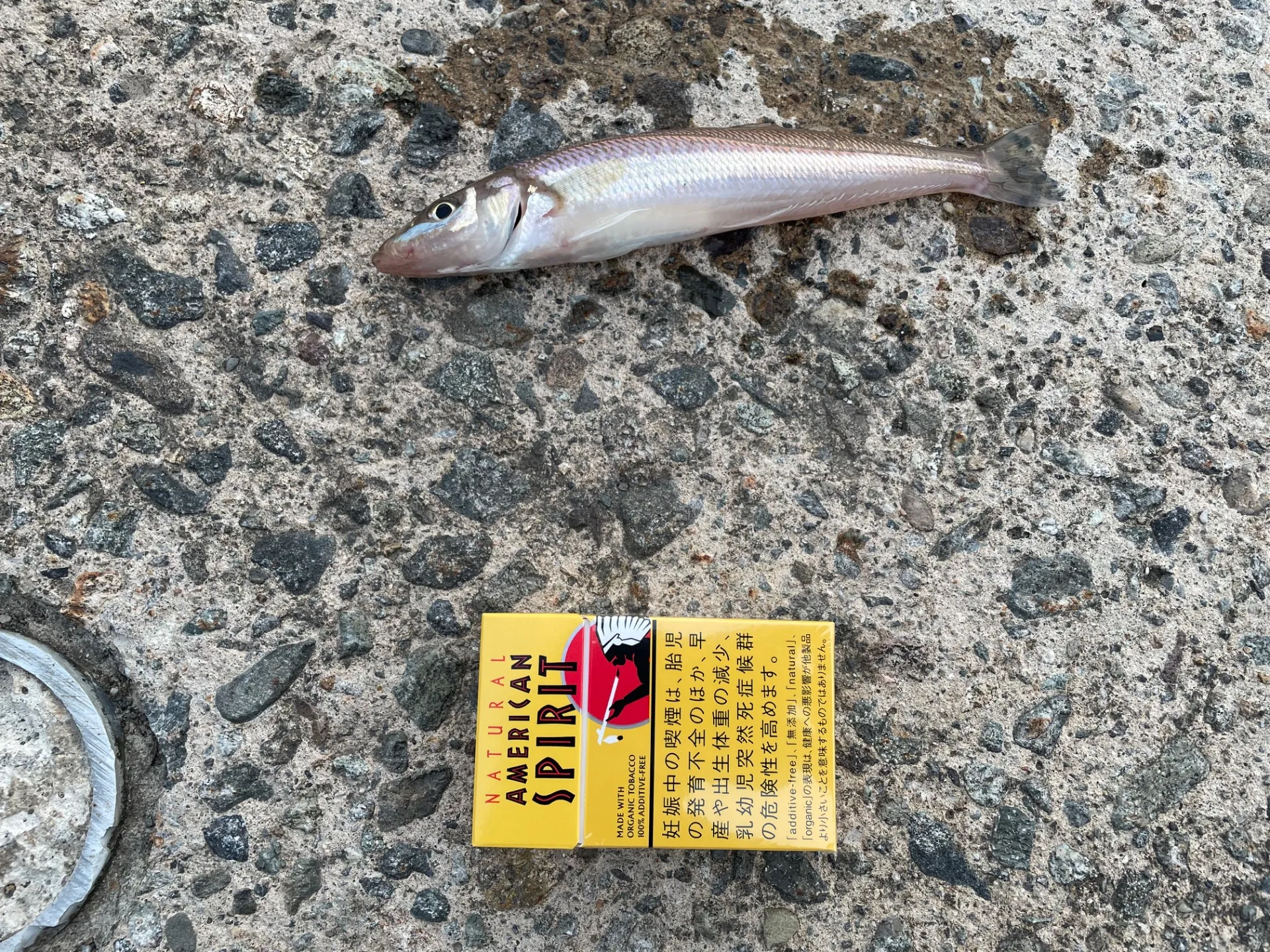 釣り、はじめました。