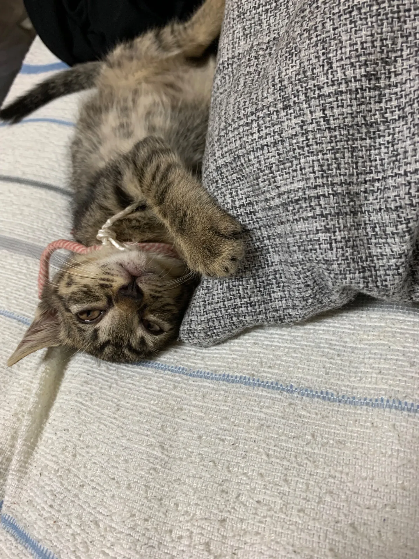 今では保護ネコに癒されております。